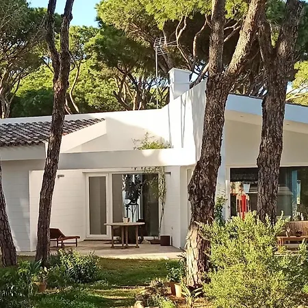 Diseno Y Luz Entre Pinos *