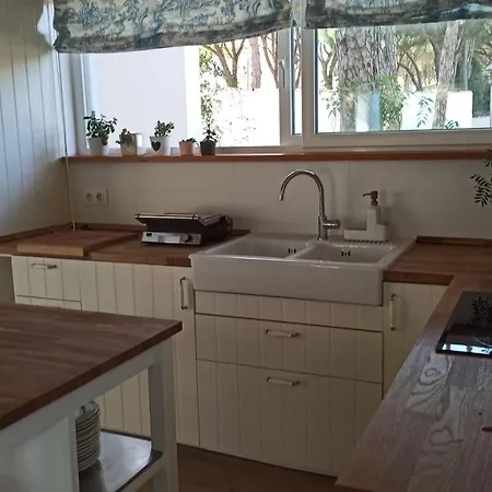 Diseno Y Luz Entre Pinos *
