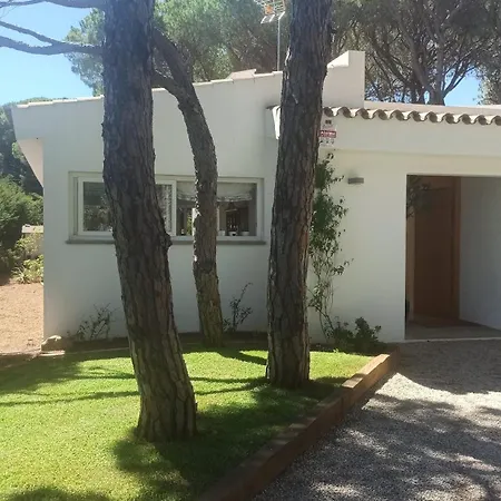 Diseno Y Luz Entre Pinos