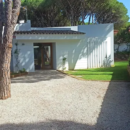 Diseno Y Luz Entre Pinos