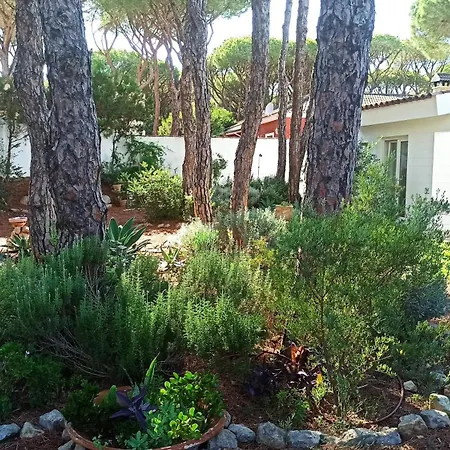 Diseno Y Luz Entre Pinos *