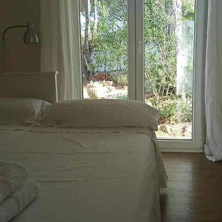 Diseno Y Luz Entre Pinos