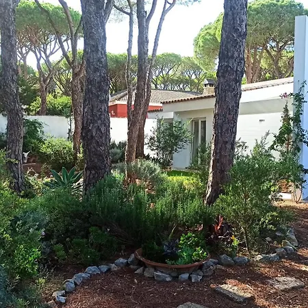 Diseno Y Luz Entre Pinos