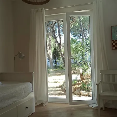 Diseno Y Luz Entre Pinos *
