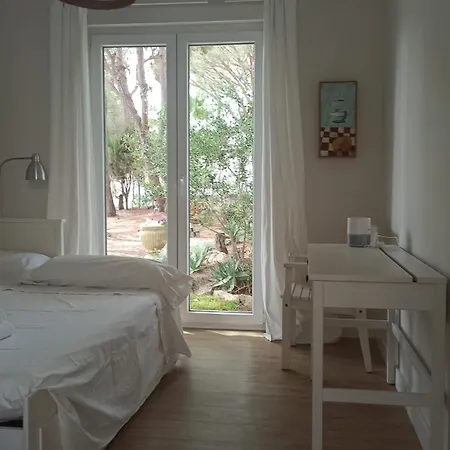 Diseno Y Luz Entre Pinos